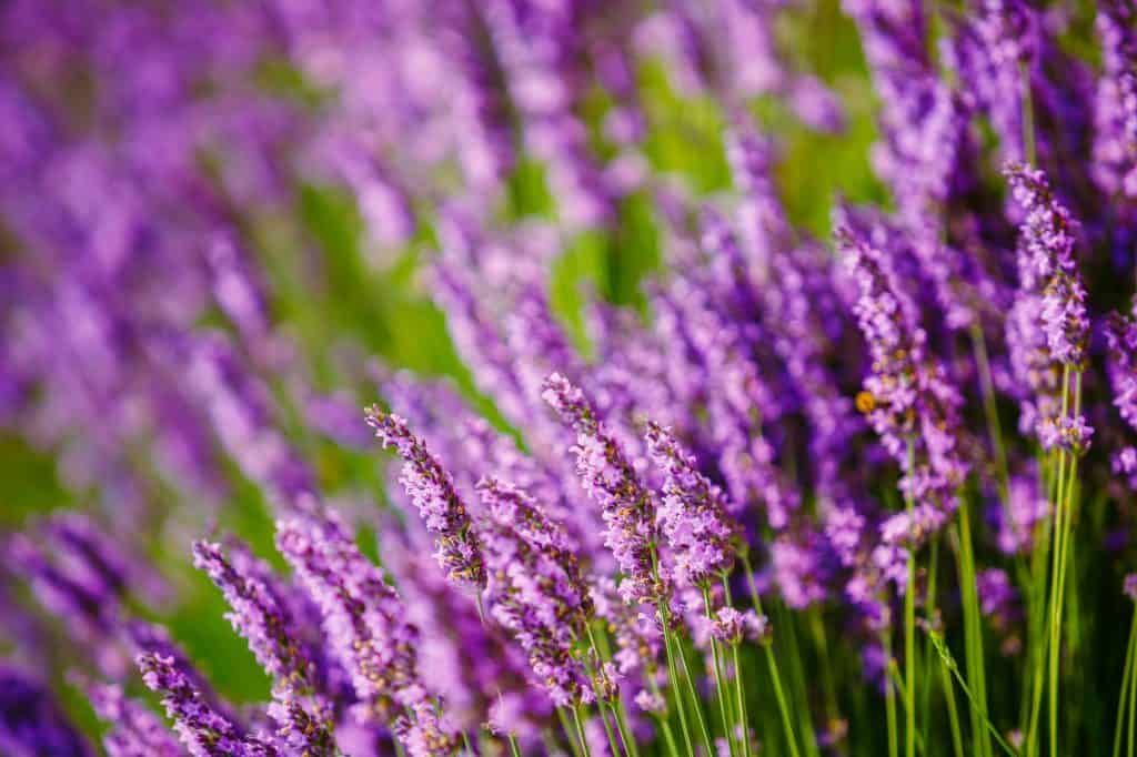 Beautiful Blooming Lavender Flowers. Summer season in Provence,